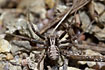 Foto af Almindelig Krabbeedderkop (Xysticus cristatus). Fotograf: 