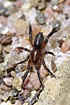 Photo ofRed ninja (Zelotes electus). Photographer: 