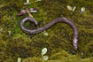 Photo ofIberian worm lizard (Blanus cinereus). Photographer: 