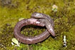 Photo ofIberian worm lizard (Blanus cinereus). Photographer: 