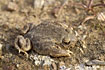 Photo ofIberian midwife toad  (Alytes cisternasii). Photographer: 
