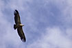 Photo ofGriffon Vulture (Gyps fulvus). Photographer: 