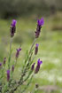 Foto af Lavendel (Lavandula stoechas). Fotograf: 