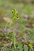 Foto af Gul Ophrys (Ophrys lutea). Fotograf: 
