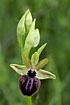 Foto af Sort Ophrys (Ophrys incubacea). Fotograf: 
