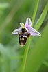 Foto af Vestlig Sneppe-Ophrys (Ophrys scolopax). Fotograf: 