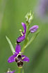 Photo ofWoodcock orchid (Ophrys scolopax). Photographer: 