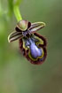 Photo ofMirror orchid (Ophrys speculum). Photographer: 