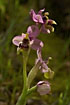 Foto af Sydeuropisk Ophrys (Ophrys tenthredinifera). Fotograf: 