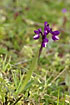 Green-Winged orchid