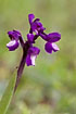 Green-Winged Orchid