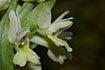 Foto af Citrongul Hylde-Ggeurt (Dactylorhiza markusii). Fotograf: 