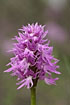Photo ofNaked-man Orchid (Orchis italica). Photographer: 
