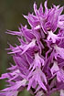 Close-up of the inflorescence of the Naked-man Orchid