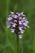 Photo ofMilky Orchid (Orchis lactea). Photographer: 