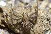 Female Crab spider