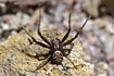 Male Crab spider