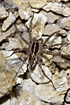 Photo of (Pardosa monticola). Photographer: 