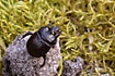 Male Minotaur beetle