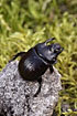 Male Minotaur beetle