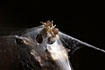 Photo ofPurseweb Spider (Atypus affinis). Photographer: 