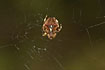 Araneus angulatus in its web