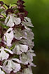 Inflorescence of the lady orchid