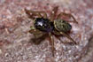 Female jumping spider