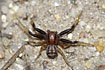 Male crab spider
