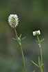 Foto af Bjerg-Klver (Trifolium montanum). Fotograf: 