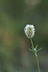 Foto af Bjerg-Klver (Trifolium montanum). Fotograf: 