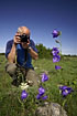 Photographer taking a picture og a Peach-leaved bellflower