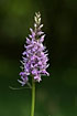 Photo ofCommon Spotted-orchid (Dactylorhiza maculata ssp. fuchsii). Photographer: 