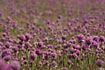 Foto af Almindelig Pur-Lg (Allium schoenoprasum). Fotograf: 