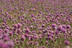 Field of Chives