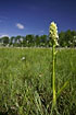Photo ofEarhly marsh orchid (ssp. ochroleuca) (Dactylorhiza incarnata ssp. ochroleucasp.). Photographer: 