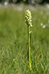 Photo ofEarhly marsh orchid (ssp. ochroleuca) (Dactylorhiza incarnata ssp. ochroleucasp.). Photographer: 