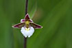 Flower of Marsh helleborine