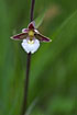 Marsh helleborine flower