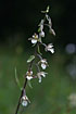 Photo ofMarsh Helleborine (Epipactis palustris). Photographer: 