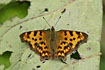Comma resting on a leaf