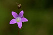 Photo ofSpreading Bellflower (Campanula patula). Photographer: 