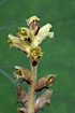 Photo of (Orobanche sp.). Photographer: 