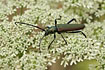 Photo ofMusk beetle (Aromia moschata). Photographer: 