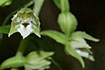 Helleborine flower
