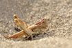 Egg-laying grasshopper