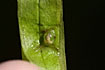 Photo ofCommon Newt (Triturus vulgaris). Photographer: 