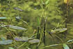 Common frog between floating leaves