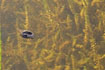 Great pond snail foraging on the water surface