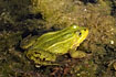 Photo ofPool frog (Pelophylax lessonae). Photographer: 